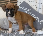 Small Photo #47 Boxer Puppy For Sale in GOSHEN, IN, USA