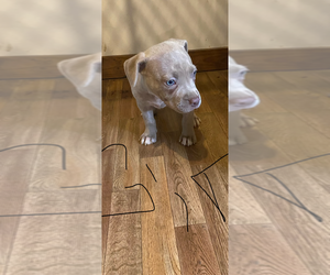 Medium American Bully