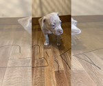 Puppy Rose American Bully