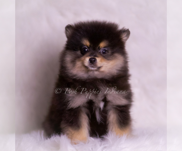 Medium Photo #10 Pomeranian Puppy For Sale in WARSAW, IN, USA