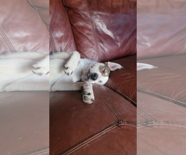 Medium Photo #4 Huskies -Unknown Mix Puppy For Sale in Sandy, UT, USA