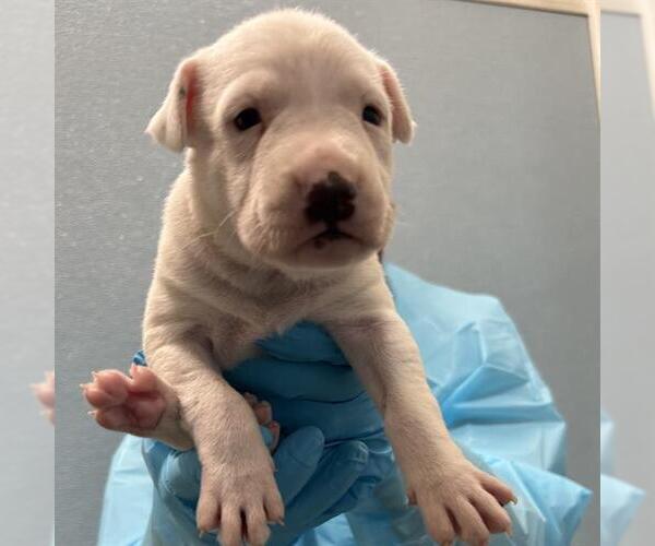 Medium Photo #1 American Staffordshire Terrier-Unknown Mix Puppy For Sale in San Antonio, TX, USA