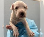 Small American Staffordshire Terrier Mix