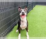 Small #1 American Pit Bull Terrier Mix