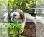 Puppy Squirrel Bordoodle