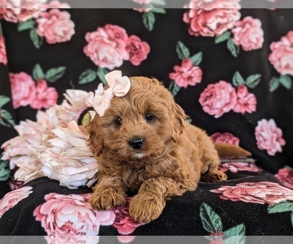 Medium Photo #6 Cavapoo Puppy For Sale in NEW PROVIDENCE, PA, USA