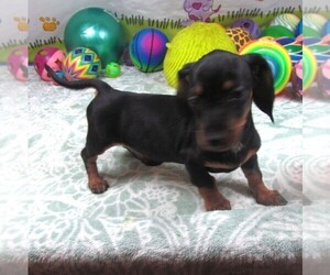 Dachshund Puppy for sale in RATTAN, OK, USA