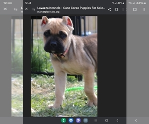 Cane Corso Puppy for sale in CAMBY, IN, USA