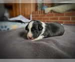 Puppy Zigity L Border Collie-Papillon Mix