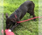 Small #1 Labrador Retriever Mix