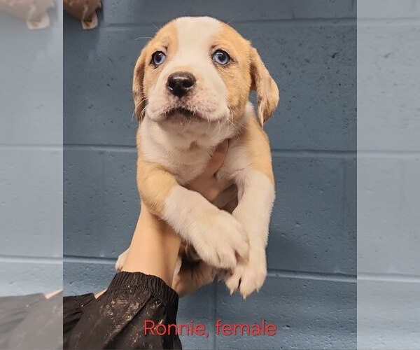 Medium Photo #2 American Pit Bull Terrier-Unknown Mix Puppy For Sale in Evansville, IN, USA