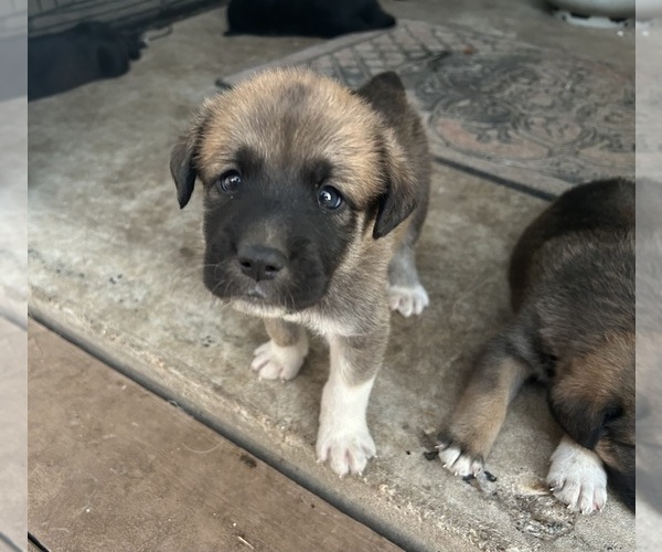 Medium Photo #14 Labrenees Puppy For Sale in BELTON, TX, USA