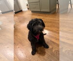 Small #2 Miniature Schnauzer-Poodle (Miniature) Mix