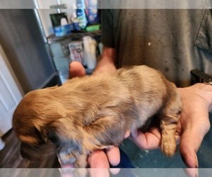 Dachshund Puppy for sale in COWETA, OK, USA