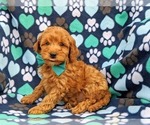 Small Photo #2 Poodle (Miniature) Puppy For Sale in NOTTINGHAM, PA, USA
