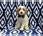 Small Photo #1 Cavapoo Puppy For Sale in LAKELAND, FL, USA