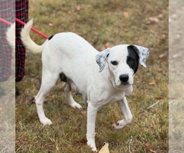Medium Photo #3 Labrador Retriever-Unknown Mix Puppy For Sale in Yardley, PA, USA