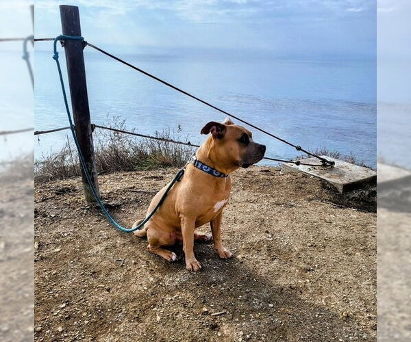 Medium Photo #2 American Staffordshire Terrier-Unknown Mix Puppy For Sale in Lake Forest, CA, USA