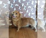 Small Dachshund Mix