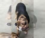 Small #2 Beagle Mix