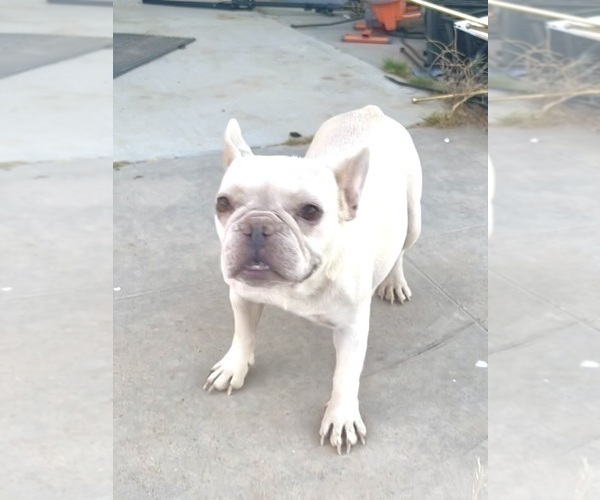 Medium Photo #1 French Bulldog Puppy For Sale in WEST HOLLYWOOD, CA, USA