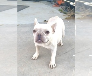 Mother of the French Bulldog puppies born on 04/16/2025