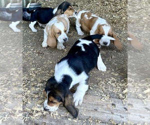 Basset Hound Puppy for sale in CLYDE, NC, USA