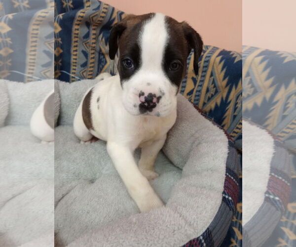 Medium Photo #3 Boxer-Unknown Mix Puppy For Sale in York, SC, USA