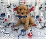 Small Cavapoo (Miniature)