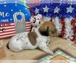 Small #4 Dachshund