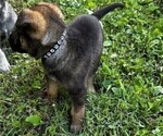 Small Photo #11 Malinois Puppy For Sale in MADISON, TN, USA