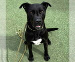 Small #2 Labrador Retriever Mix