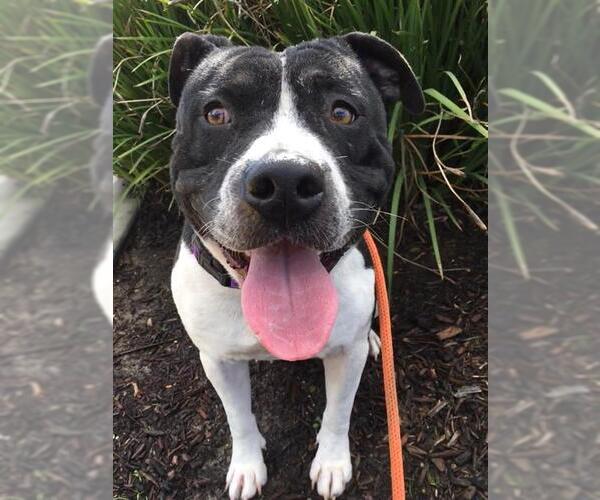 Medium Photo #2 Mutt Puppy For Sale in Camarillo, CA, USA