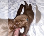 Puppy Aqua Collar Labrador Retriever