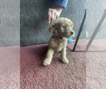 Small #5 Goldendoodle