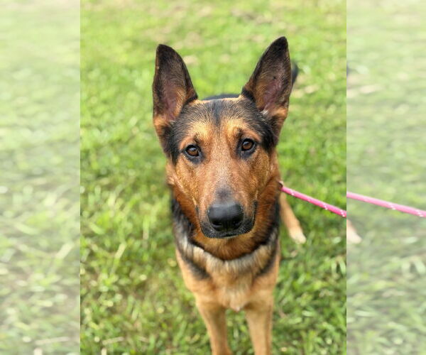 Medium Photo #1 German Shepherd Dog Puppy For Sale in Virginia Beach, VA, USA
