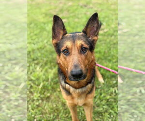 German Shepherd Dog Dogs for adoption in Virginia Beach, VA, USA