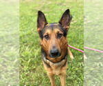 Small German Shepherd Dog