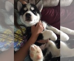 Small Photo #1 Siberian Husky Puppy For Sale in JEFFERSON, NH, USA