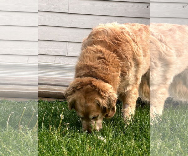 Medium Photo #3 Golden Retriever Puppy For Sale in Sioux Falls, SD, USA