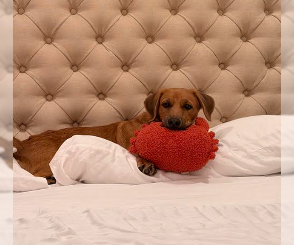 Medium Photo #2 Basset Hound-Retriever  Mix Puppy For Sale in San Diego, CA, USA