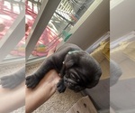 Puppy 4 Pug