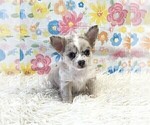 Small #8 Chihuahua
