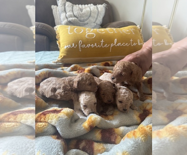 Medium Photo #6 Poodle (Toy) Puppy For Sale in LIVE OAK, FL, USA