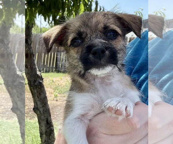Medium Photo #3 ShiChi Puppy For Sale in Denton, TX, USA