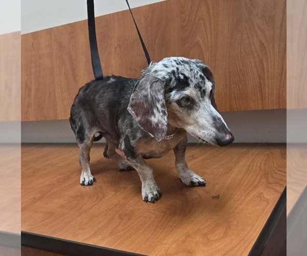 Medium Photo #3 Dachshund Puppy For Sale in Weston, FL, USA