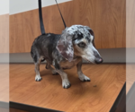 Small #2 Dachshund