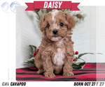 Puppy 4 Cavapoo (Miniature)