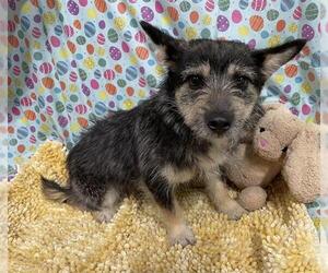Norwich Terrier-Unknown Mix Dogs for adoption in Modesto, CA, USA