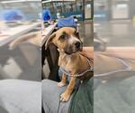 Small Mutt
